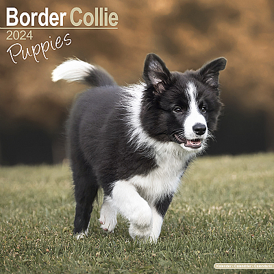 Border Collie Puppy Calendar 2024 (Square)